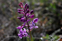 Orchis olbiensis